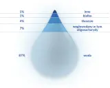 Wykres pokazuje skład mleka matki: 87% wody, 7% węglowodanów, 4% tłuszczów, 1% białka i 1% innych składników. To daje pewne pojęcie, ile kcal ma mleko matki.