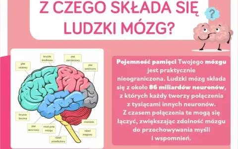Ciekawostki o mózgu dla dzieci: schemat ludzkiego mózgu z podziałem na płaty i informacja o jego nieograniczonej pojemności pamięci.
